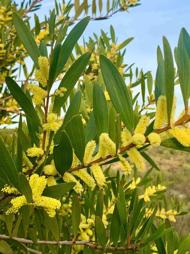 Dripping saliva stockvektorer, royaltyfrie Dripping saliva illustrasjoner |  DepositPhotos, image size:768x1024