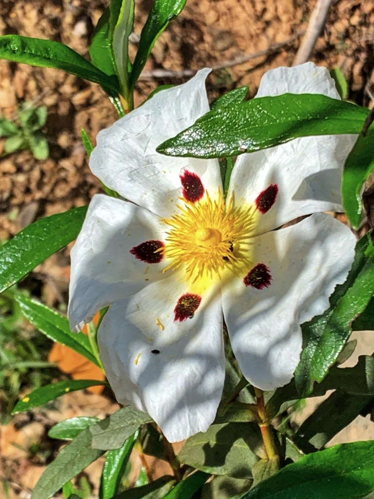 miljø | allsidige, image size:768x1024