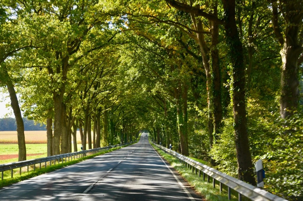 En vei omgitt av høye trær med grønn løvverk, som danner en naturlig tunnel.
