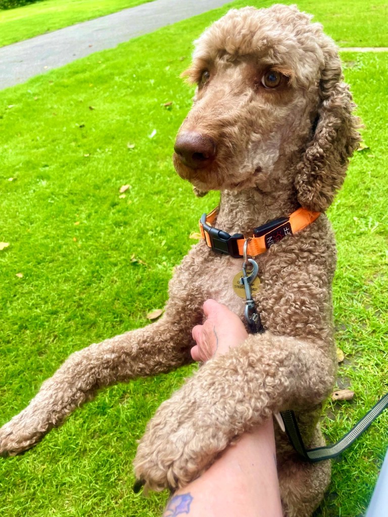 En hund av rasen puddel som står på bakbena og ser opp på eieren sin, med en grønn plen i bakgrunnen.