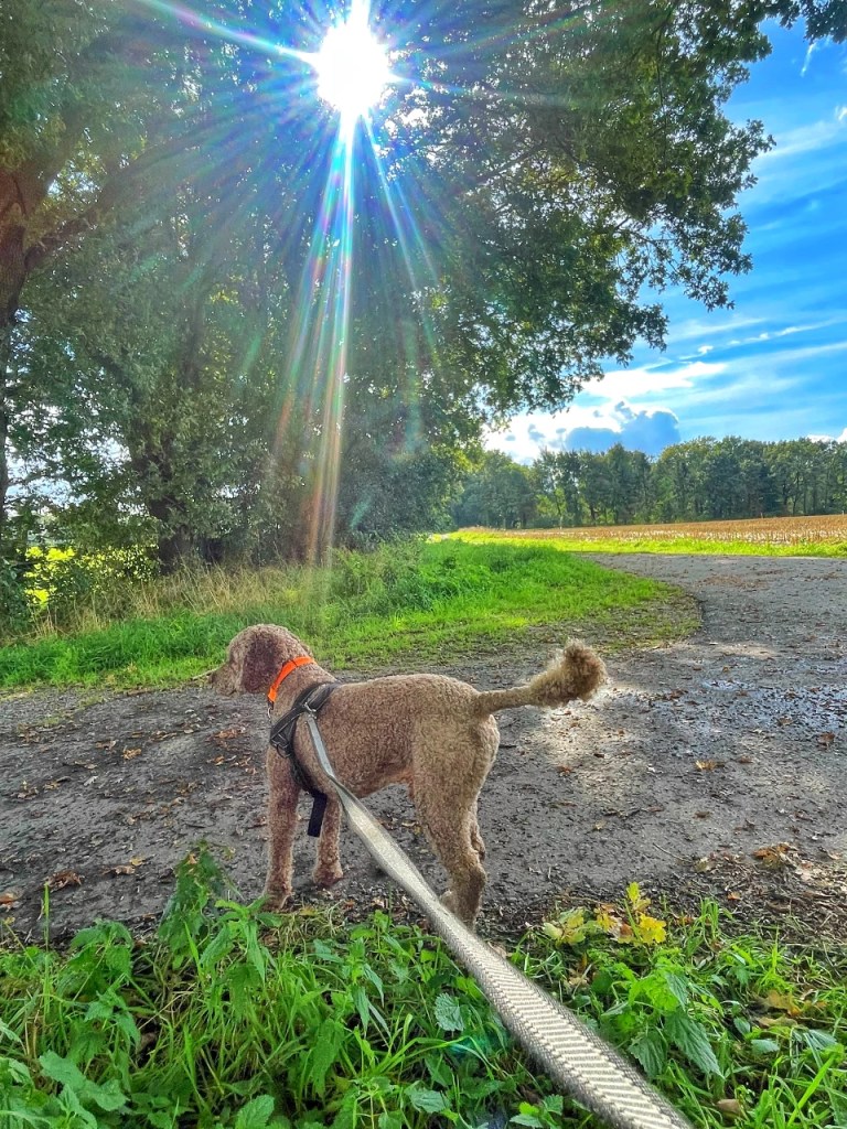 En hund med oransje halsbånd står på en grusvei, med solen som stråler bak den i en grønn skog.