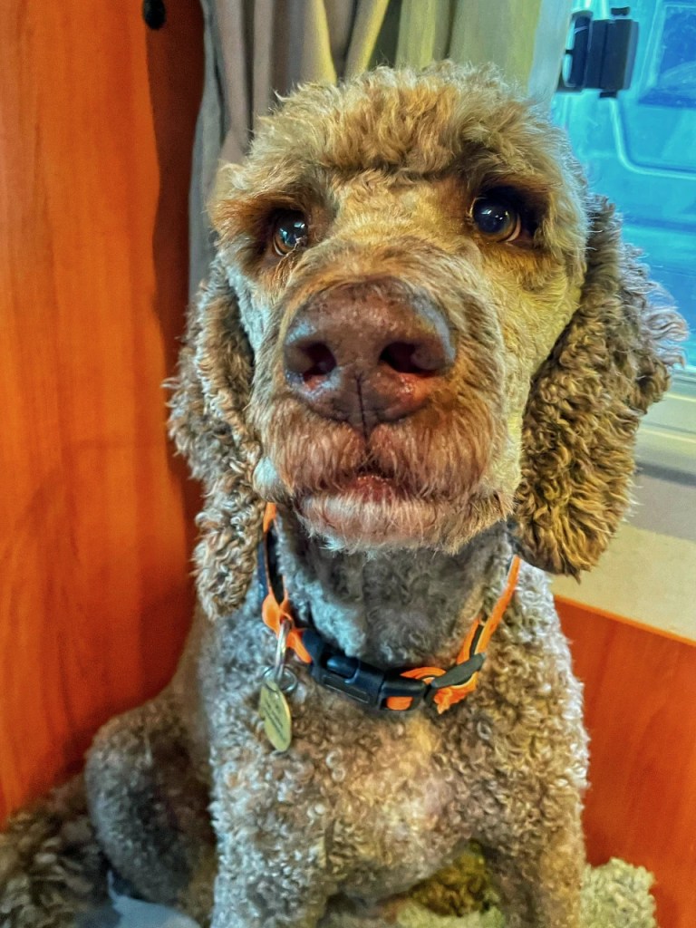 En nærbilde av en korthåret hund med krøllete pels som sitter foran en trevegg, med et vennlig uttrykk.