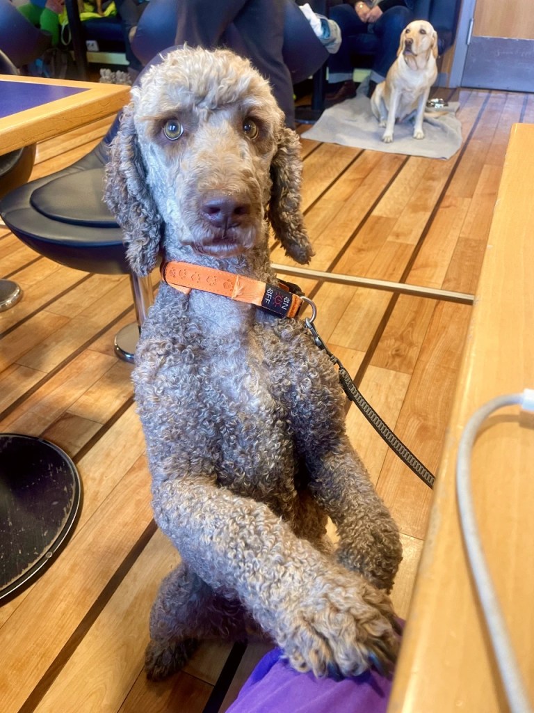 En poodle som sitter på bakbeina med hendene på et bord, mens en labrador hund ligger i bakgrunnen.