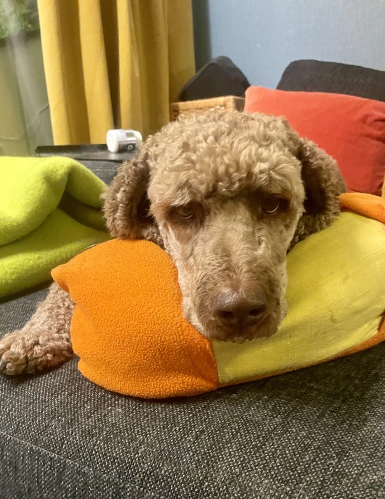 En hund som hviler hodet på en fargerik pute, med et nysgjerrig blikk.