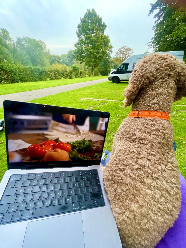 En friluftscene med en datamaskin som viser matlaging og en hund som sitter ved siden av den, med en grønn plen og trær i bakgrunnen.