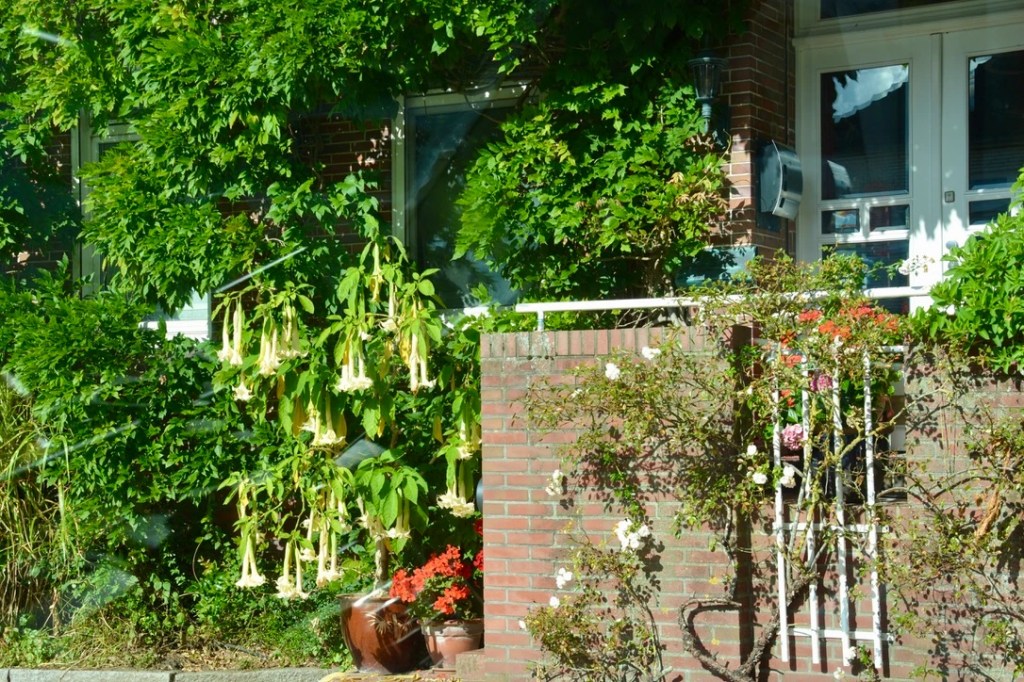 Hage med frodig grønt og blomster, inkludert hengende lysegule klokkeblomster, foran en bygning.