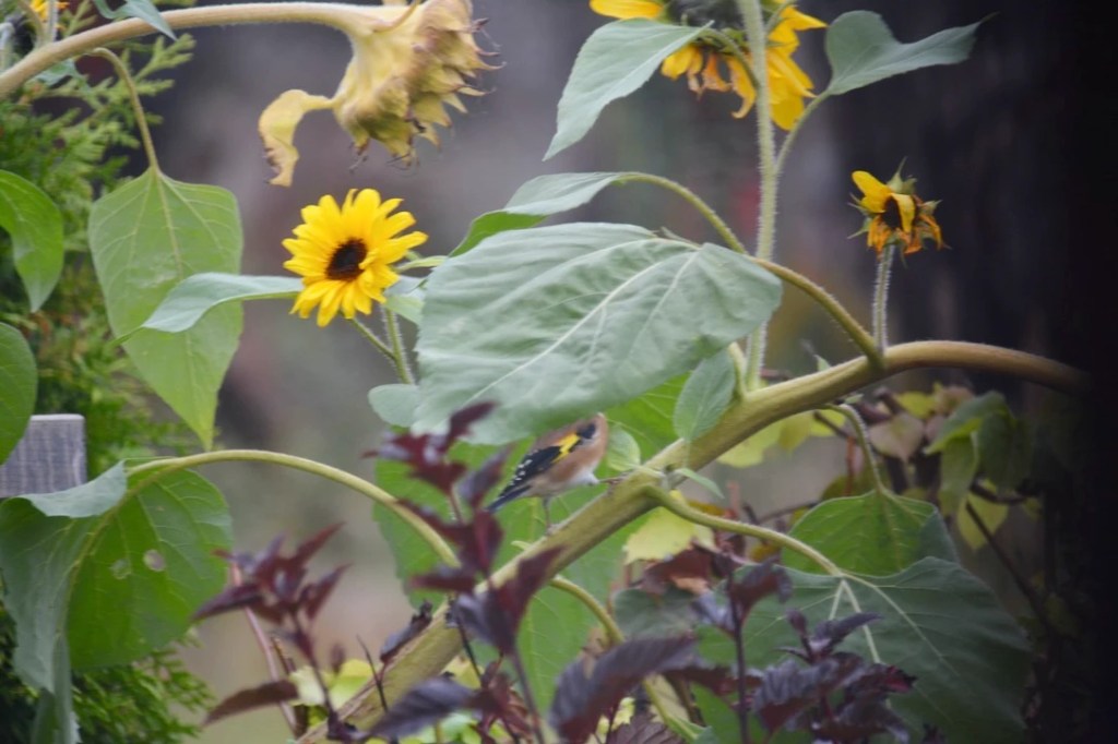 Blomstrende solsikker med grønne blader i en hage, med en liten fugl delvis synlig blant plantene.