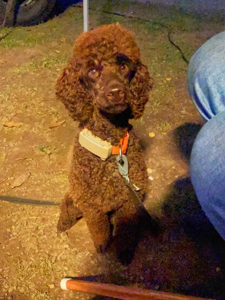 En brun puddelhund som står oppreist, med et vennlig uttrykk, på en gressplen om kvelden.
