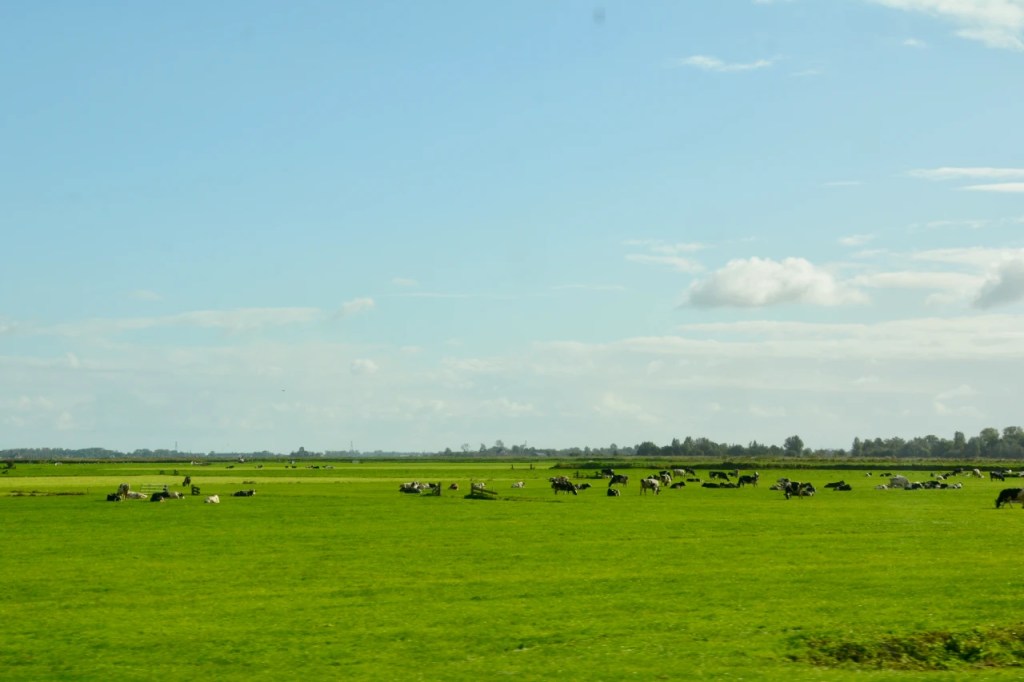 En grønne eng med flere svart-og-hvite kyr som beiter under en klar blå himmel.
