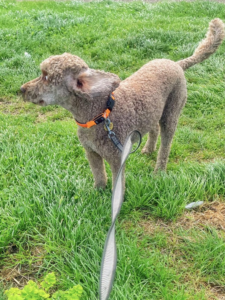 En poodle som står på grønt gress, med en sele og bånd, ser til siden.
