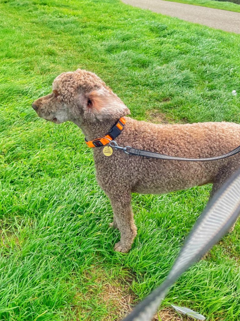 En brun hund med krøllete pels står på et grønt gressområde, iført et oransje og svart halsbånd og festet til en line.