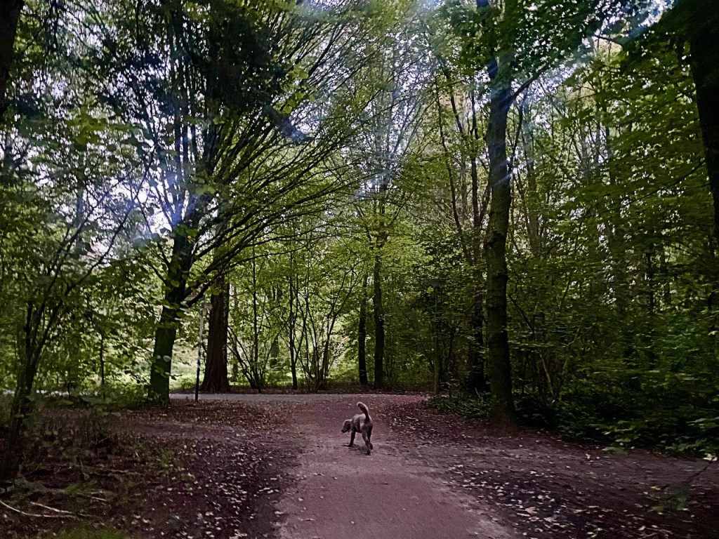 En hund går langs en sti i en tett skog, omringet av grønne trær og busker.