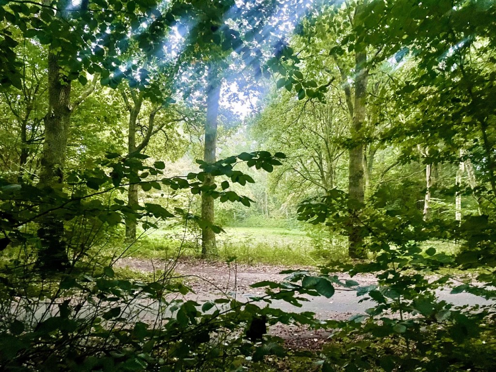 Utsikt gjennom busker til en lys grønn skog med høye trær.