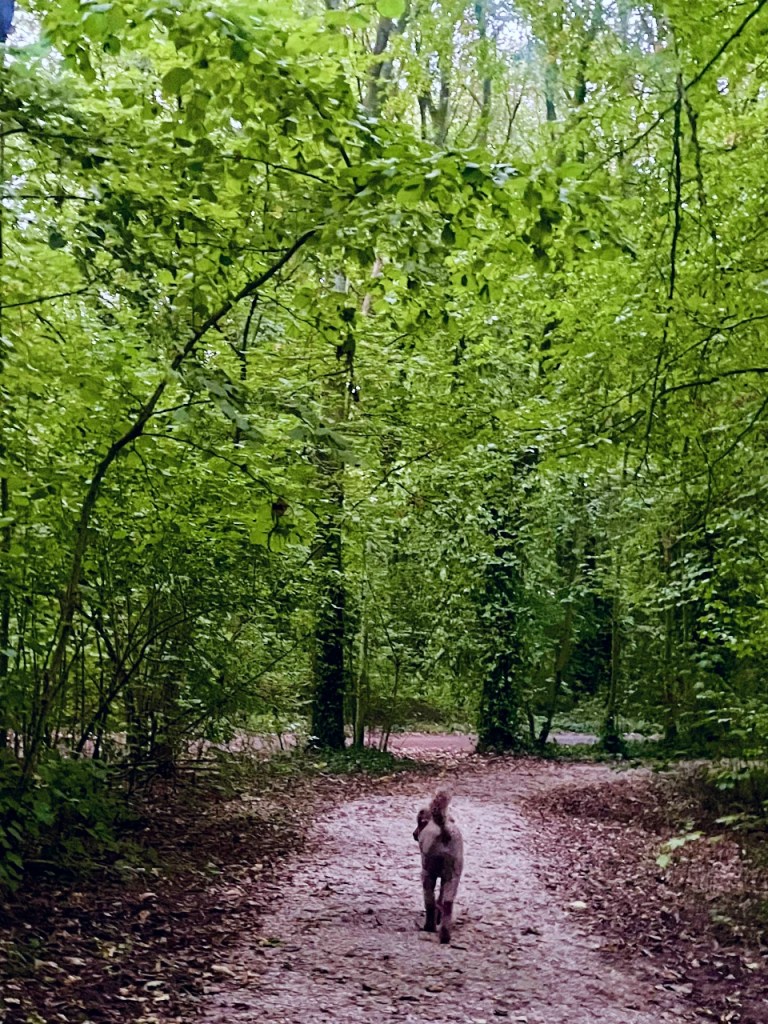En hund går på en smal sti omgitt av grønne trær i en skog.