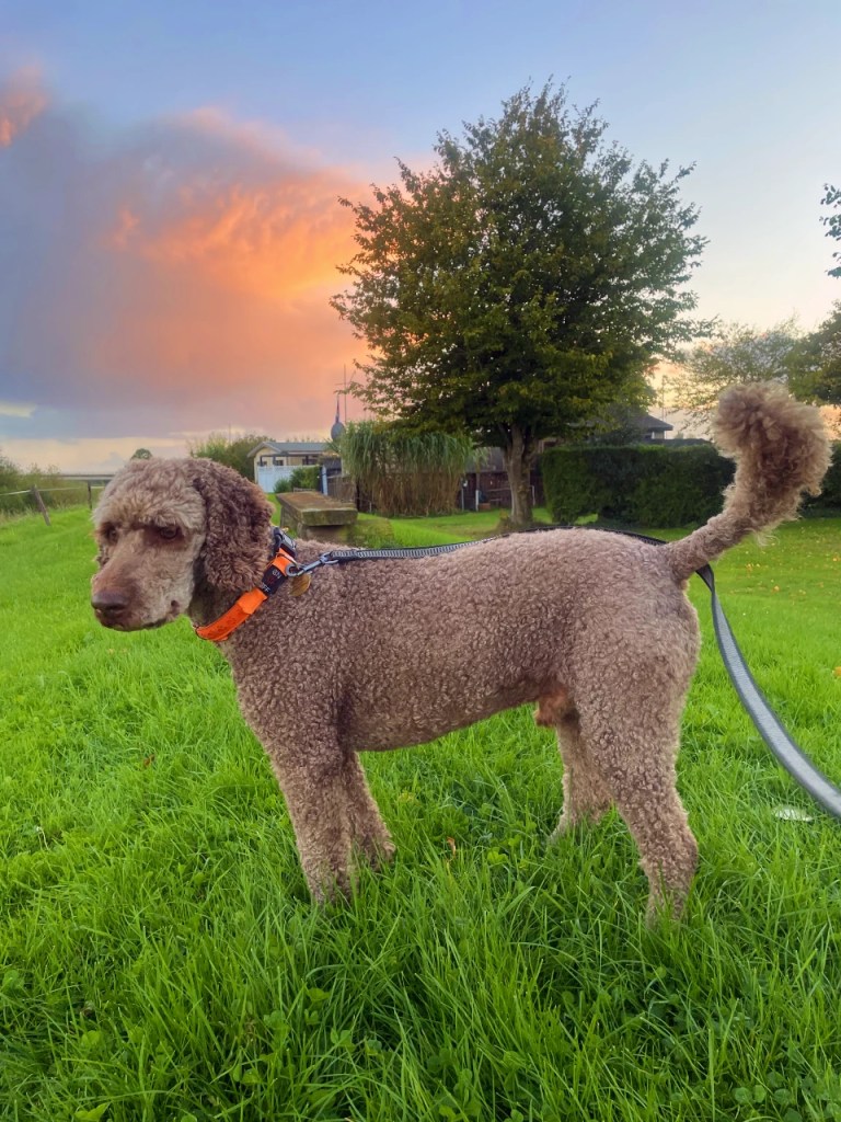En hund med krøllete pels står på gresset med en solfylt bakgrunn og fargerik himmel.