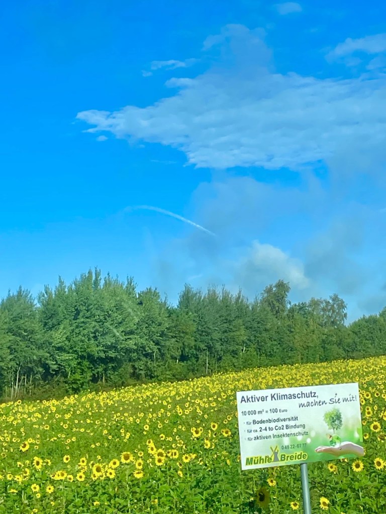 Felt med solsikker under en blå himmel med noen skyer og et skilt som oppmuntrer til aktiv klimabeskyttelse.