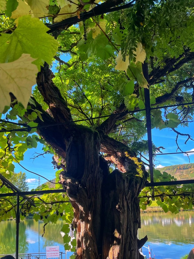 Eldgammel trestamme med grønne blader, med en innsjø i bakgrunnen og blå himmel.