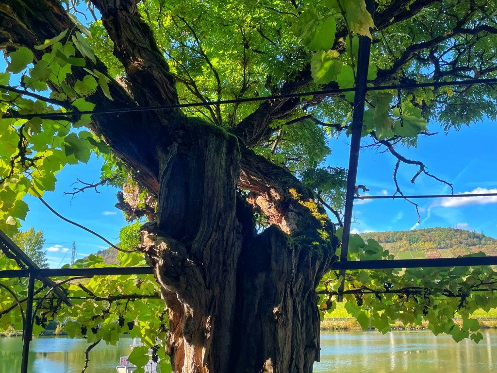 En eldre tre med frodige blader og druer, i en hage nær en rolig innsjø, med bakgrunn av grønne åser og blå himmel.