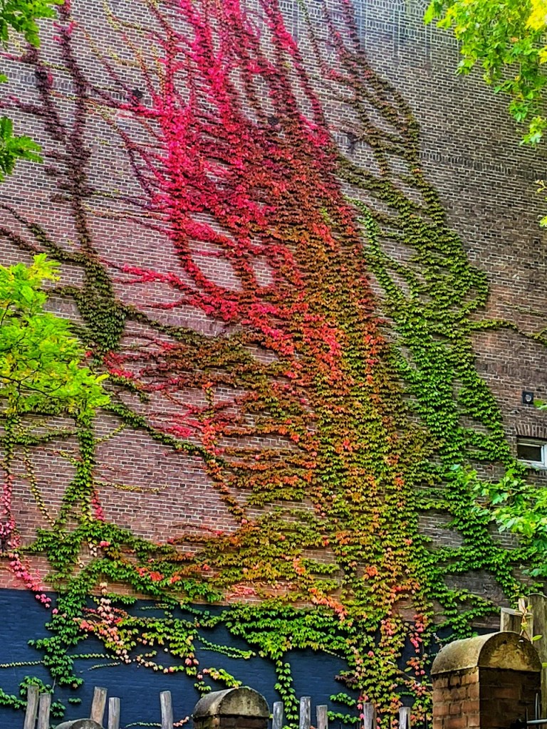 Fargerik klatreplante over en mur, med røde, oransje og grønne blader som danner et kunstnerisk mønster.